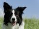 Border Collie 619 0 Border collie